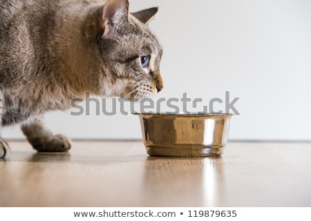 [[stock_photo]]: Portrait Of An Aggressive Scared Striped Cat Pet