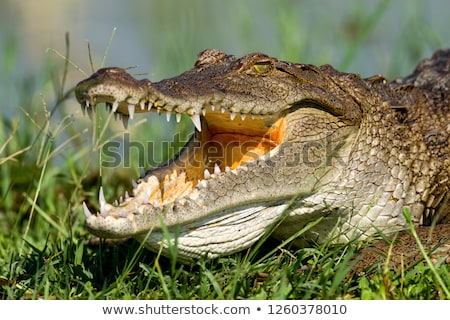 Stock photo: Crocodile Crocodylus Niloticus