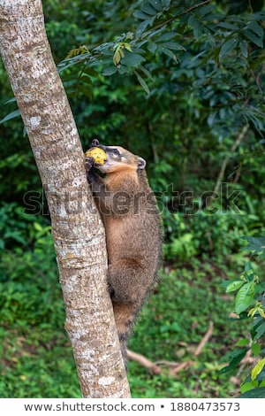 Stock photo: Coati Climbing On Tree Wildlife