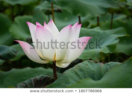 Stockfoto: Indian Lotus Pods