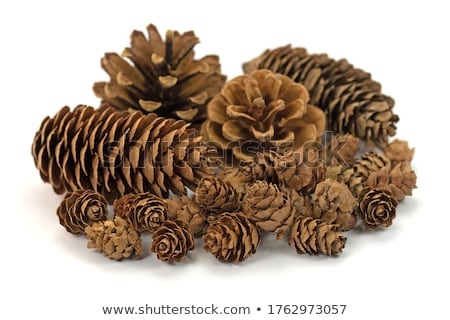 Zdjęcia stock: Spruce Cones