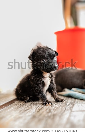 [[stock_photo]]: The Forgotten Toys