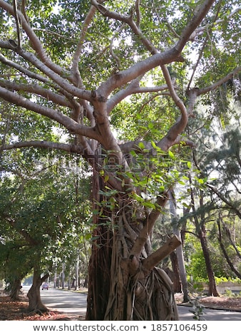 Foto stock: Banyan Tree Growing In Cuba