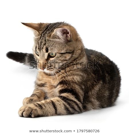 Stock photo: Cute Grey Furry Cat Lying Looks To Side