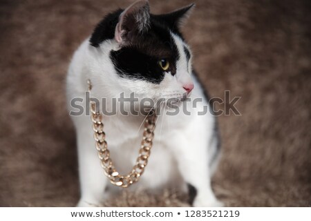 Stockfoto: Curious Metis Cat Wearing Golden Chain Around Neck Sitting