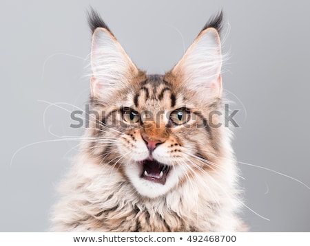 Stock photo: Five Months Maine Coon Kitten On White