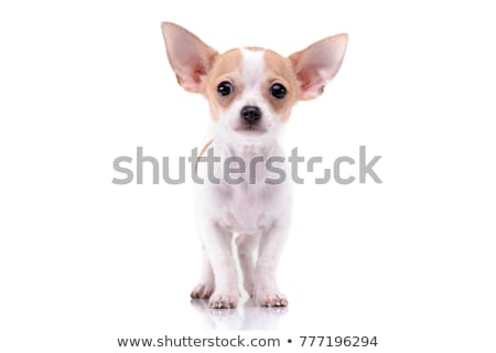 Stock photo: Puppy Chihuahua