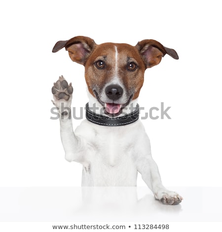 [[stock_photo]]: Hello Goodbye High Five Dog