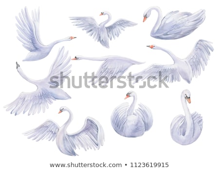 Stock fotó: Flying Swan