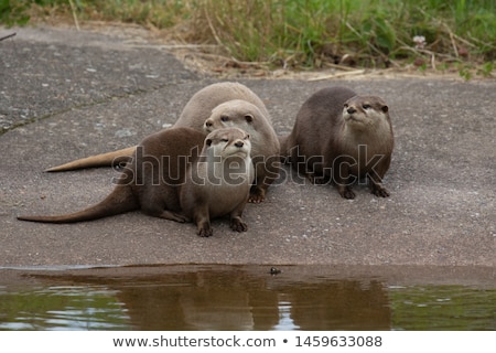 Stock fotó: Three Otters