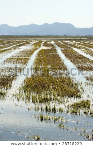 Uprawa Pól Ryżowych W Hiszpanii Refleksja wodna Zdjęcia stock © lunamarina