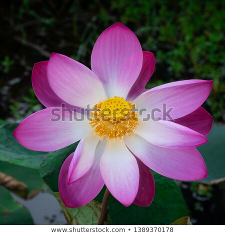 Foto stock: Lotusflower