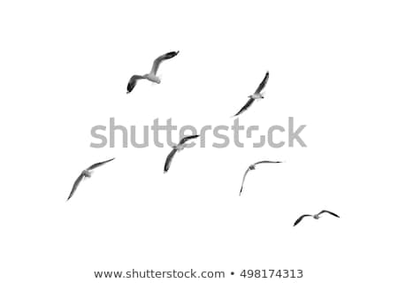 Foto stock: Flying Seagulls