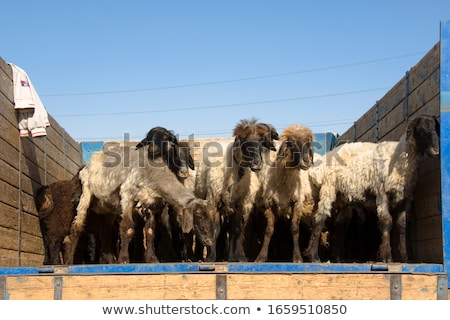 Stock fotó: Goats For Selling At The Bazaar