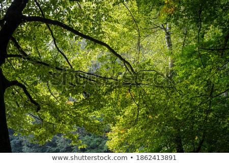 Сток-фото: Landscape Image Of Beautiful Vibrant Lush Green Forest Woodland