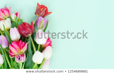 Strauß der frischen Tulpen Stock foto © Neirfy