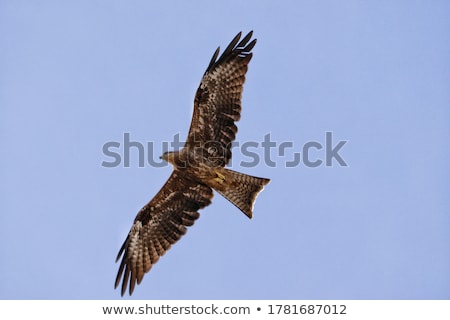 Foto stock: Fantastic Brown Hawk Raptor