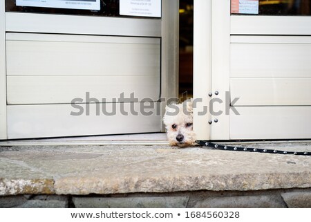 Foto stock: Dog Left Alone