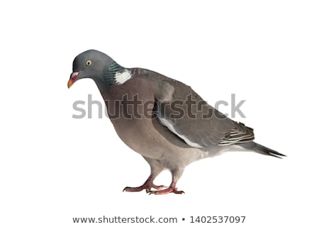 Сток-фото: Wood Pigeon Columba Palumbus