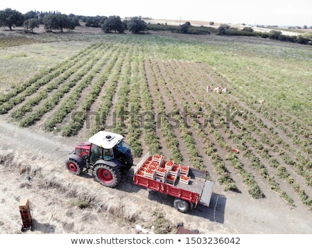 ストックフォト: Aerial View Of Soybean Field Drone Pov Top View