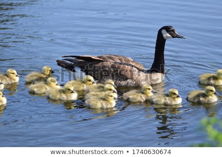 Foto stock: Anso · do · Canadá