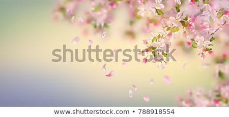 Apple Blossom Background Foto stock © kostins