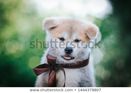 Stockfoto: Puppy Akita Inu