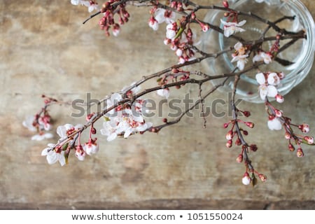 Сток-фото: Hello Spring Card With Cherry Blossom Spring Flower Tree