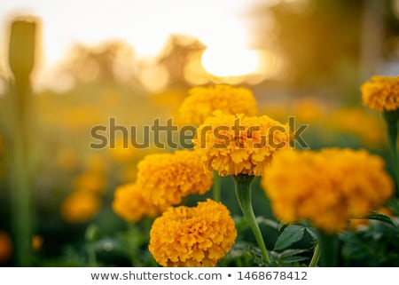 Stok fotoğraf: Marigold Field