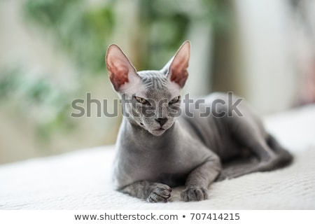 Stock photo: Hairless Cat