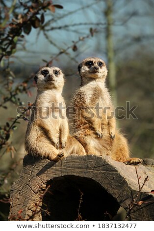 ストックフォト: Meerkat Sitting Portrait 2