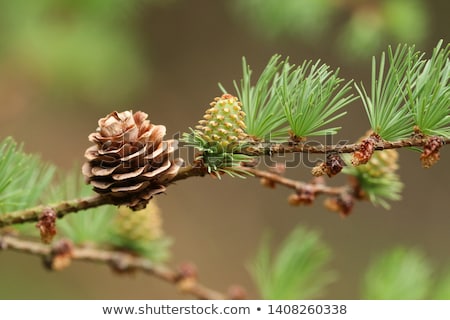 Stock photo: Closeup Of European Larch Larix Decidua