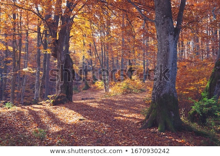 Stock fotó: Idyllic Park Scenery