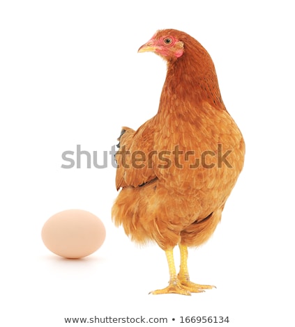 ストックフォト: Chicken Egg As Bird With Legs And Beak