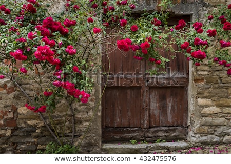 ストックフォト: Roses And Old Door In Mombaldone