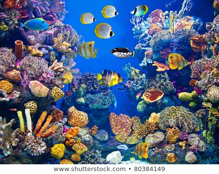 Сток-фото: Underwater Scene Showing Different Cfishes Swimming