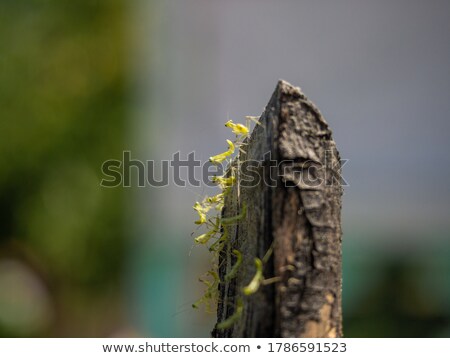 [[stock_photo]]: The Little Brown Mantis