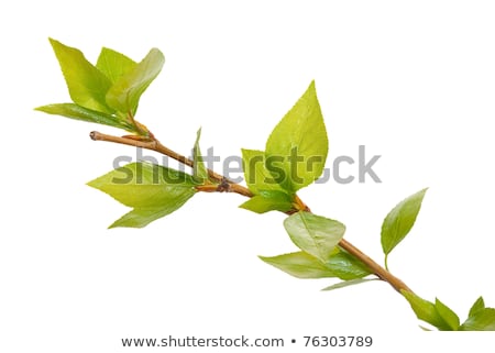 [[stock_photo]]: Branch Aspen Tree With Spring Buds Isolated On White