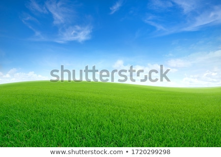 ストックフォト: Green Meadow