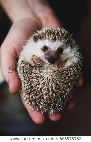 Stock photo: A Nice African Hedgehog On White Background