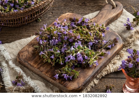 Stockfoto: Cutting Ground Ivy Twigs To Prepare Herbal Syrup