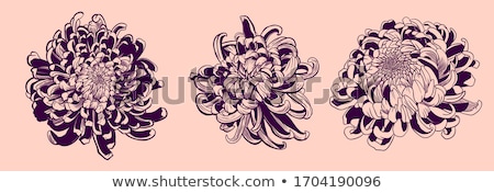 [[stock_photo]]: Chrysanthemum