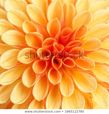 Stock fotó: Beautiful Blooming Dahlia In Flower Bed