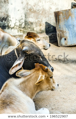 Stockfoto: Cows Resting In The Midday Heat At The Street