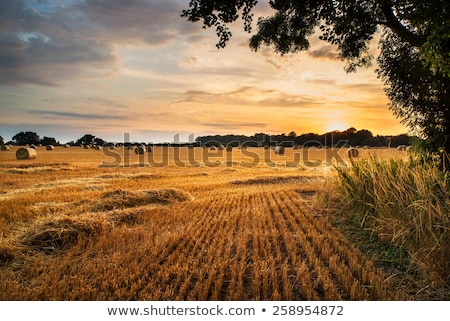 Сток-фото: Beautiful Summer Vibrant Sunset Landscape Over Agricultural Crop