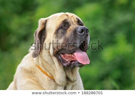 Foto stock: Portrait Of English Mastiff