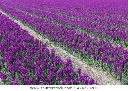 ストックフォト: Purple Hyacinth Woodstock Field Noord Holland