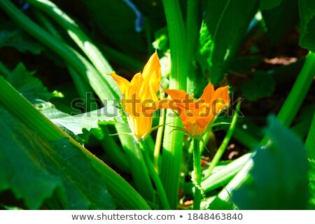 Foto d'archivio: Zucchini Blooms Grow In Nature