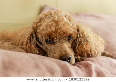 Stockfoto: Sad Little Poodle