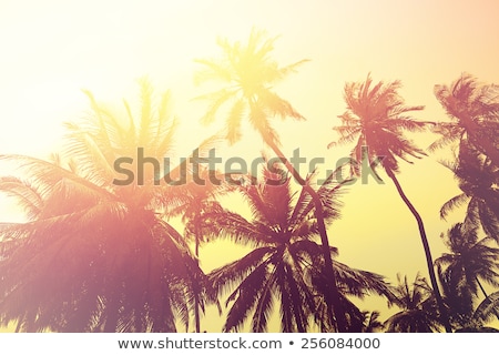 Stockfoto: Beautiful Trees In Southern Climate In Summer